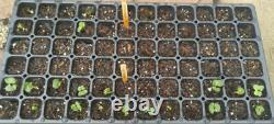 72 Cells Seed Starter Propagation Cit Tray Seedling Plant Clone Greenhouse Dome
